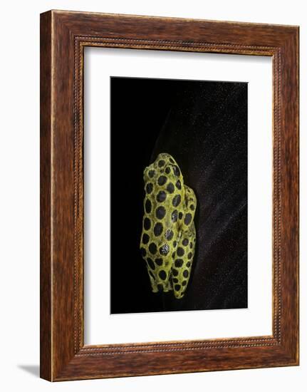 Hyperolius Viridiflavus Aposematicus-Paul Starosta-Framed Photographic Print