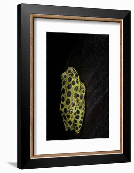 Hyperolius Viridiflavus Aposematicus-Paul Starosta-Framed Photographic Print