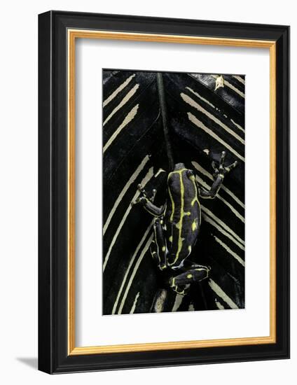 Hyperolius Viridiflavus (Common Reed Frog)-Paul Starosta-Framed Photographic Print