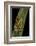 Hyperolius Viridiflavus (Common Reed Frog)-Paul Starosta-Framed Photographic Print