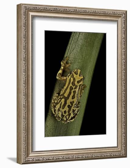 Hyperolius Viridiflavus (Common Reed Frog)-Paul Starosta-Framed Photographic Print