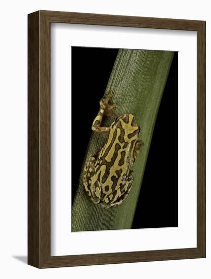 Hyperolius Viridiflavus (Common Reed Frog)-Paul Starosta-Framed Photographic Print