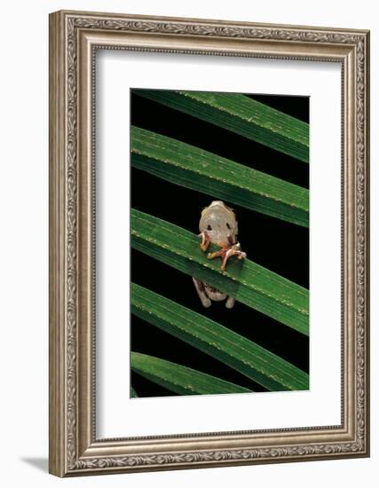 Hyperoliusi Fusciventris (Lime Reed Frog)-Paul Starosta-Framed Photographic Print