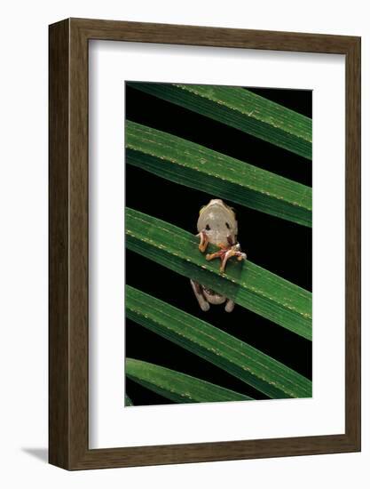 Hyperoliusi Fusciventris (Lime Reed Frog)-Paul Starosta-Framed Photographic Print