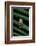 Hyperoliusi Fusciventris (Lime Reed Frog)-Paul Starosta-Framed Photographic Print