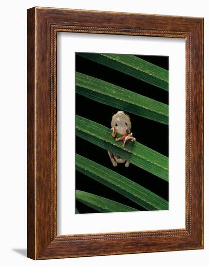 Hyperoliusi Fusciventris (Lime Reed Frog)-Paul Starosta-Framed Photographic Print