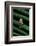 Hyperoliusi Fusciventris (Lime Reed Frog)-Paul Starosta-Framed Photographic Print