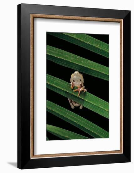 Hyperoliusi Fusciventris (Lime Reed Frog)-Paul Starosta-Framed Photographic Print