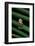 Hyperoliusi Fusciventris (Lime Reed Frog)-Paul Starosta-Framed Photographic Print