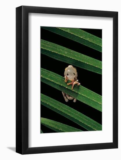 Hyperoliusi Fusciventris (Lime Reed Frog)-Paul Starosta-Framed Photographic Print