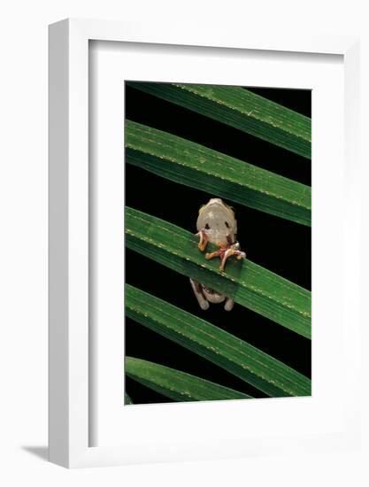 Hyperoliusi Fusciventris (Lime Reed Frog)-Paul Starosta-Framed Photographic Print