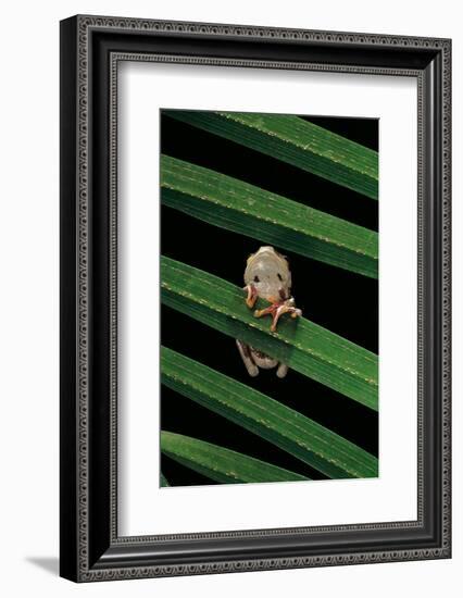 Hyperoliusi Fusciventris (Lime Reed Frog)-Paul Starosta-Framed Photographic Print