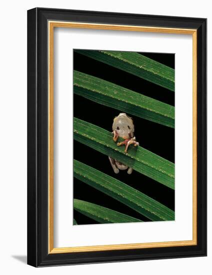 Hyperoliusi Fusciventris (Lime Reed Frog)-Paul Starosta-Framed Photographic Print