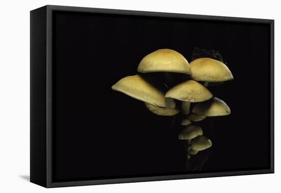Hypholoma Fasciculare (Sulphur Tuft, Clustered Woodlover)-Paul Starosta-Framed Premier Image Canvas