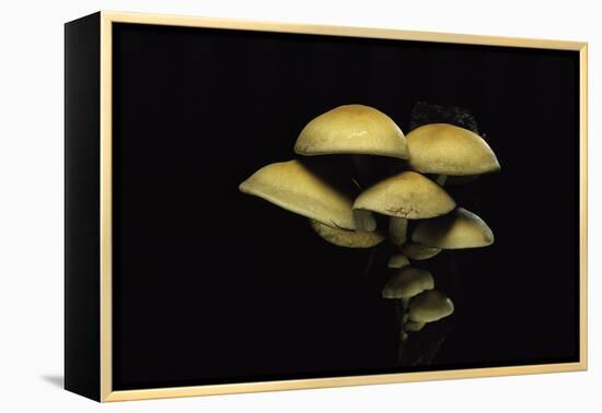 Hypholoma Fasciculare (Sulphur Tuft, Clustered Woodlover)-Paul Starosta-Framed Premier Image Canvas