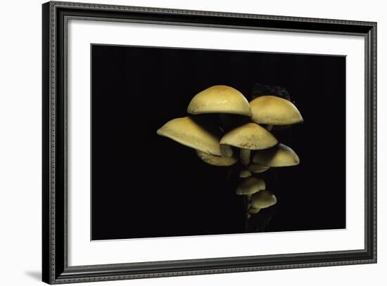 Hypholoma Fasciculare (Sulphur Tuft, Clustered Woodlover)-Paul Starosta-Framed Photographic Print