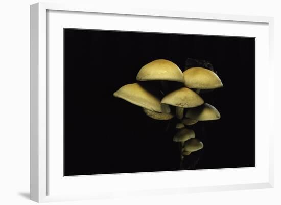 Hypholoma Fasciculare (Sulphur Tuft, Clustered Woodlover)-Paul Starosta-Framed Photographic Print