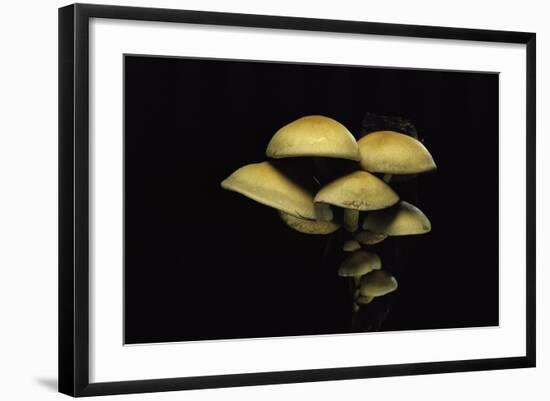 Hypholoma Fasciculare (Sulphur Tuft, Clustered Woodlover)-Paul Starosta-Framed Photographic Print