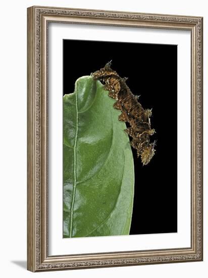 Hypna Clytemnestra (Jazzy Leafwing, Marbled Leafwing) - Caterpillar-Paul Starosta-Framed Photographic Print