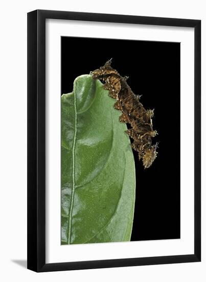 Hypna Clytemnestra (Jazzy Leafwing, Marbled Leafwing) - Caterpillar-Paul Starosta-Framed Photographic Print