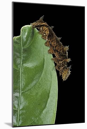 Hypna Clytemnestra (Jazzy Leafwing, Marbled Leafwing) - Caterpillar-Paul Starosta-Mounted Photographic Print