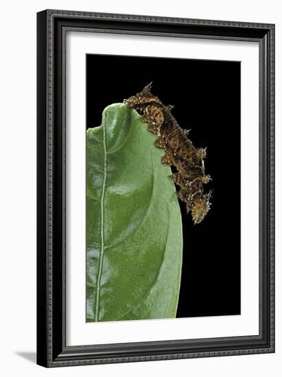 Hypna Clytemnestra (Jazzy Leafwing, Marbled Leafwing) - Caterpillar-Paul Starosta-Framed Photographic Print