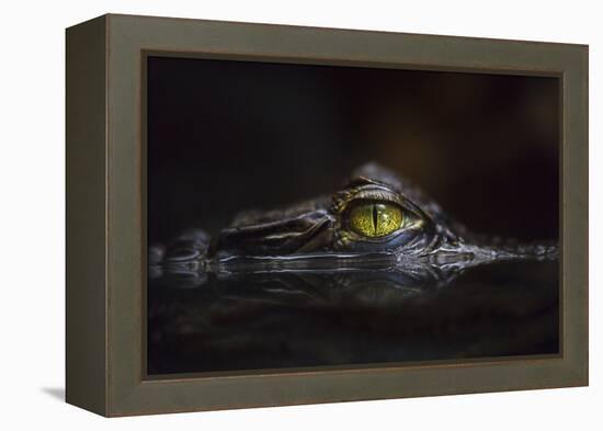 Hypnotic-Gaetano Cessati-Framed Premier Image Canvas