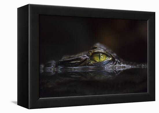 Hypnotic-Gaetano Cessati-Framed Premier Image Canvas