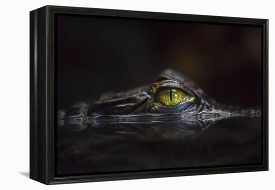 Hypnotic-Gaetano Cessati-Framed Premier Image Canvas