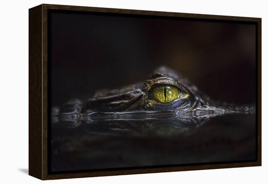 Hypnotic-Gaetano Cessati-Framed Premier Image Canvas