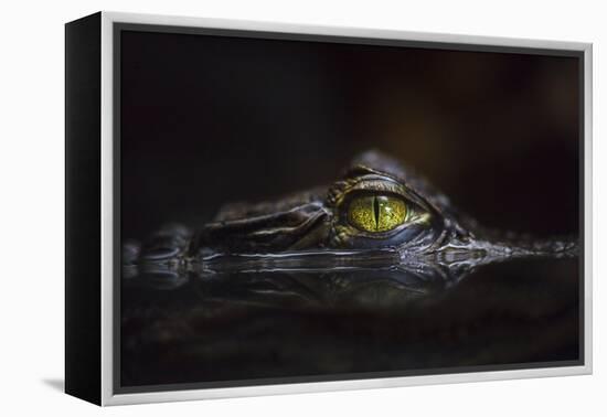 Hypnotic-Gaetano Cessati-Framed Premier Image Canvas