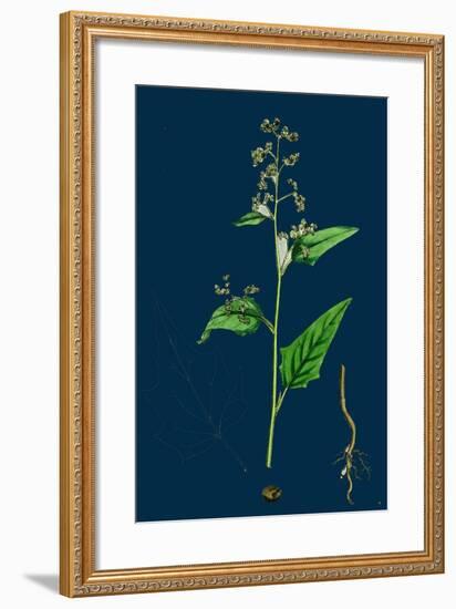 Hypochoeris Radicata; Long-Rooted Cat's-Ear-null-Framed Giclee Print