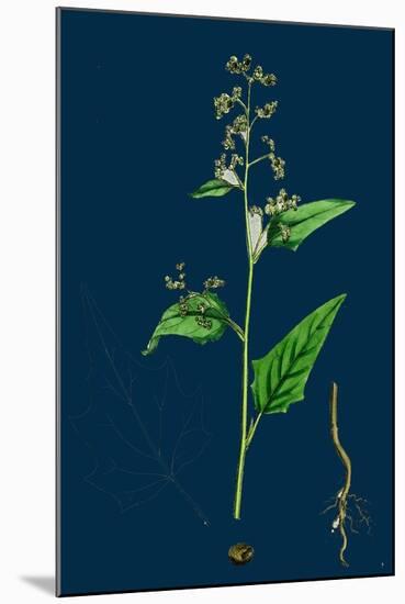 Hypochoeris Radicata; Long-Rooted Cat's-Ear-null-Mounted Giclee Print