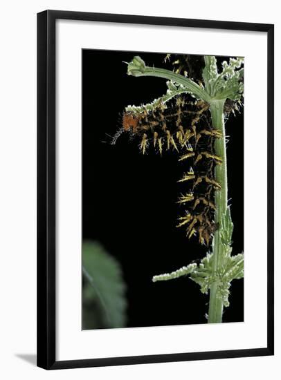 Hypolimnas Bolina (Great Eggfly, Blue Moon Butterfly) - Caterpillar with Orange Spines-Paul Starosta-Framed Photographic Print