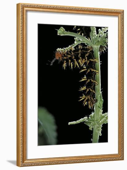 Hypolimnas Bolina (Great Eggfly, Blue Moon Butterfly) - Caterpillar with Orange Spines-Paul Starosta-Framed Photographic Print