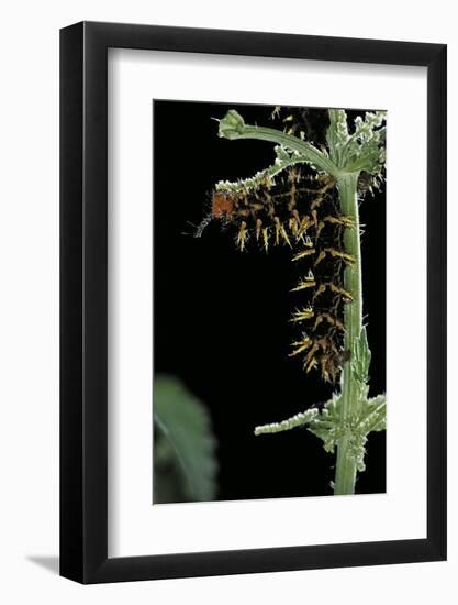 Hypolimnas Bolina (Great Eggfly, Blue Moon Butterfly) - Caterpillar with Orange Spines-Paul Starosta-Framed Photographic Print