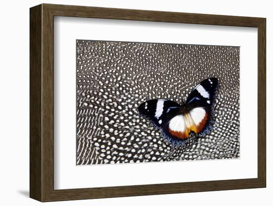 Hypolimnas Dexithea Butterfly on Helmeted Guineafowl-Darrell Gulin-Framed Photographic Print