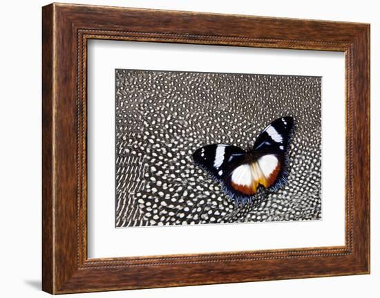 Hypolimnas Dexithea Butterfly on Helmeted Guineafowl-Darrell Gulin-Framed Photographic Print