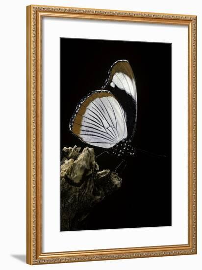 Hypolimnas Usambara (Red Spot Diadem)-Paul Starosta-Framed Photographic Print