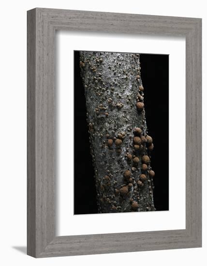 Hypoxylon Fragiforme (Beech Woodwart)-Paul Starosta-Framed Photographic Print