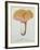 Hyprophyllum Aquifolii, Plate 38 from 'Iconographie Des Champignons De J. J. Paulet'-Fossier-Framed Giclee Print