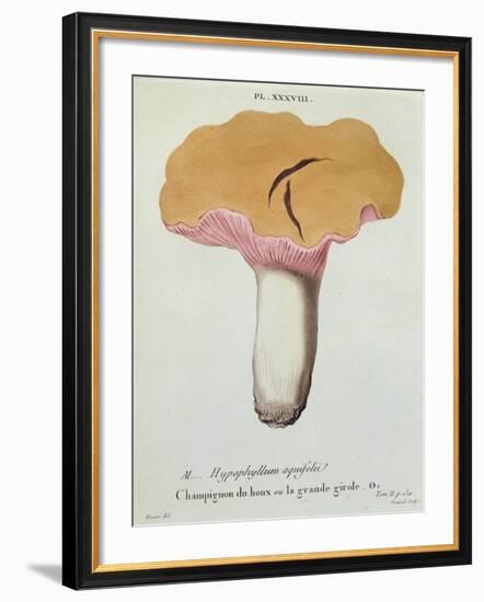 Hyprophyllum Aquifolii, Plate 38 from 'Iconographie Des Champignons De J. J. Paulet'-Fossier-Framed Giclee Print
