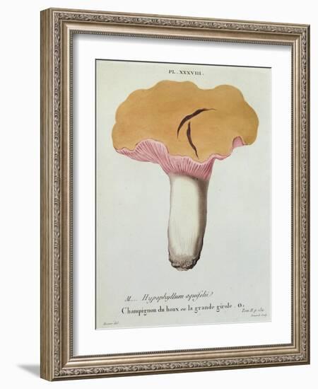 Hyprophyllum Aquifolii, Plate 38 from 'Iconographie Des Champignons De J. J. Paulet'-Fossier-Framed Giclee Print