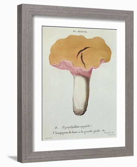 Hyprophyllum Aquifolii, Plate 38 from 'Iconographie Des Champignons De J. J. Paulet'-Fossier-Framed Giclee Print