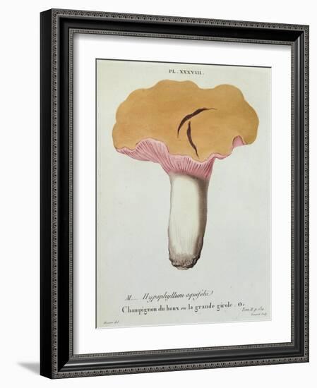 Hyprophyllum Aquifolii, Plate 38 from 'Iconographie Des Champignons De J. J. Paulet'-Fossier-Framed Giclee Print