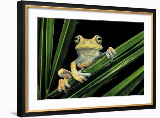 Hypsiboas Heilprini (Los Bracitos Treefrog)-Paul Starosta-Framed Photographic Print