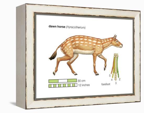 Hyracotherium (Eohippus), Extinct Dawn Horse, Mammals-Encyclopaedia Britannica-Framed Stretched Canvas