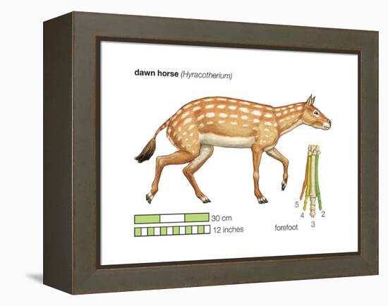 Hyracotherium (Eohippus), Extinct Dawn Horse, Mammals-Encyclopaedia Britannica-Framed Stretched Canvas