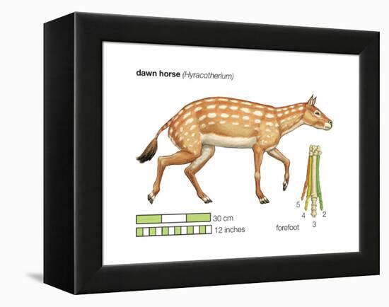 Hyracotherium (Eohippus), Extinct Dawn Horse, Mammals-Encyclopaedia Britannica-Framed Stretched Canvas