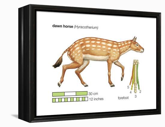Hyracotherium (Eohippus), Extinct Dawn Horse, Mammals-Encyclopaedia Britannica-Framed Stretched Canvas